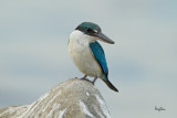 Collared_Kingfisher-IMG_3413-1500x1000.jpg