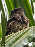 Philippine Nightjar 

Scientific name - Caprimulgus manillensis

Habitat - Uncommon in scrub, second growth and pine forest up to 2000 m.

[40D + Sigmonster + Sigma 1.4x TC, MF via Live View, 475B/3421 support]