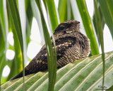 Philippine Nightjar 

Scientific name - Caprimulgus manillensis 

Habitat - Uncommon in scrub, second growth and pine forest up to 2000 m. 

[40D + Sigmonster + Sigma 1.4x TC, MF via Live View, 475B/3421 support]
