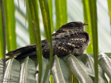 Philippine Nightjar 

Scientific name - Caprimulgus manillensis 

Habitat - Uncommon in scrub, second growth and pine forest up to 2000 m. 

[40D + Sigmonster, MF via Live View, 475B/3421 support] 
