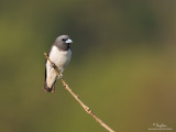 White-breasted Wood-swallow 

Scientific name - Artamus leucorynchus 

Habitat - From open country to clearings at forest edge up to 1800 m. 

[BNPP, BATAAN PROVINCE, PHILIPPINES, 40D + 500 f4 IS + Canon 1.4x TC, hand held]

