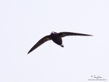 Purple Needletail 

Scientific name - Hirundapus celebensis 

Habitat - Over forest and open land. 

[MORONG, BATAAN PROVINCE, PHILIPPINES, 1DM2 + 400 5.6L, hand held]