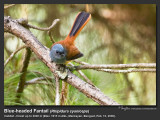 Blue-headed_Fantail-IMG_1052.jpg