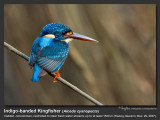 Indigo-banded_Kingfisher-IMG_8158.jpg