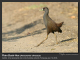 Plain_Bush-Hen-IMG_0673.jpg