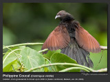Philippine_Coucal-IMG_0001.jpg