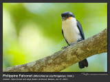 Philippine_Falconet-IMG_8945.jpg