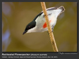 Red-keeled_Flowerpecker-IMG_8083.jpg