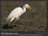 Cattle_Egret-IMG_7432.jpg