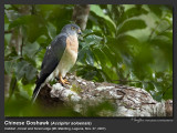 Chinese_Goshawk-IMG_5904.jpg