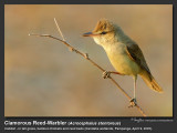 Clamorous_Reed-Warbler-IMG_0289.jpg