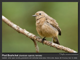 Pied_Bushchat-IMG_0827.jpg