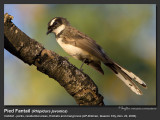 Pied_Fantail-KZ2L7839.jpg