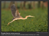 Purple_Heron-IMG_4657.jpg