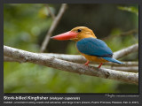 Stork-billed_Kingfisher-IMG_6975.jpg