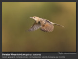 Striated_Grassbird-KZ2L3737-.jpg