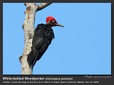 White-bellied_Woodpecker-IMG_0388.jpg