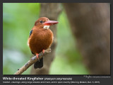 White-throated_Kingfisher-IMG_6576.jpg