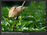 Yellow_Bittern-IMG_8998.jpg