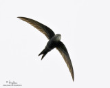 Fork-tailed Swift

Scientific name - Apus pacificus 

Habitat - Uncommon over towns, sea coasts and mountains. 

[MT. PALAY-PALAY, CAVITE, 1DM2 + 400 5.6L, hand held] 
