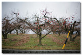 20081225 -- 124128 -- Canon 5D + 50 / 1.2L @ f/1.2, 1/6400, ISO 100