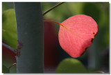 20050808 -- 8456.jpg Canon 20D + 60 / 2.8 @ f / 4, 1/125, ISO 100