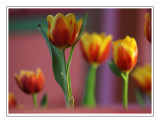 Tulips 2