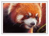 <font size=3><i> Red Panda