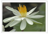 <font size=3><i>White Water Lily
