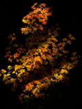 11-10-07_0007.jpg