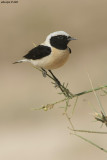 Black-eared wheatear