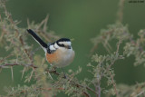 Masked Shrike
