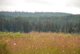 Elk Viewing Area