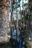 San Jose Del Cabo Estuary