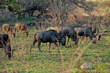Wildebeast  Herd