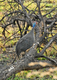 Helmeted Guineafowl