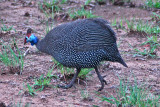 Helmeted Guineafowl