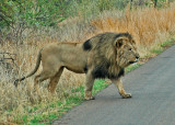 King Crossing The Road