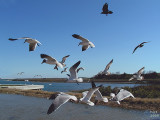 GULLS