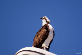 Osprey, Pandion haliaetus