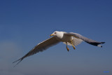 Ringed-bill Gull,  Larus delawarensis