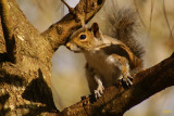 Eastern gray squirrel,   Sciurus carolinensis