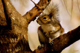 Eastern gray squirrel,   Sciurus carolinensis