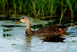 Mottled Duck, Anas fulvigula