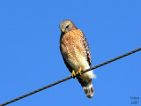 Red-shouldered Hawk  Buteo lineatus