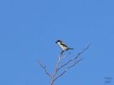 Loggerhead Shrike  Lanius ludovicianus