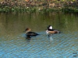 Hooded Merganser  Lophodytes cucullatus