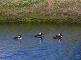 Hooded Merganser  Lophodytes cucullatus