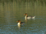 Red-breasted Merganser   Mergus serrator