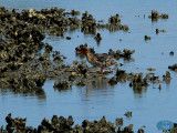 Red-breasted Merganser Mergus serrator